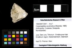 Foto (Objekt + Etiketten) von Cracensigillatus acutirostrus (Moericke, 1889) 